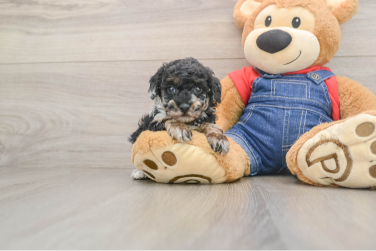 Poodle Puppy for Adoption