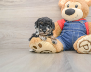 6 week old Poodle Puppy For Sale - Premier Pups