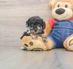 6 week old Poodle Puppy For Sale - Premier Pups