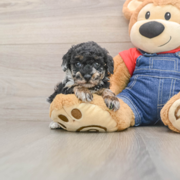 Poodle Puppy for Adoption
