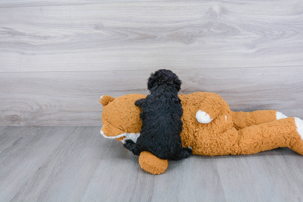 Playful Poodle Purebred Pup