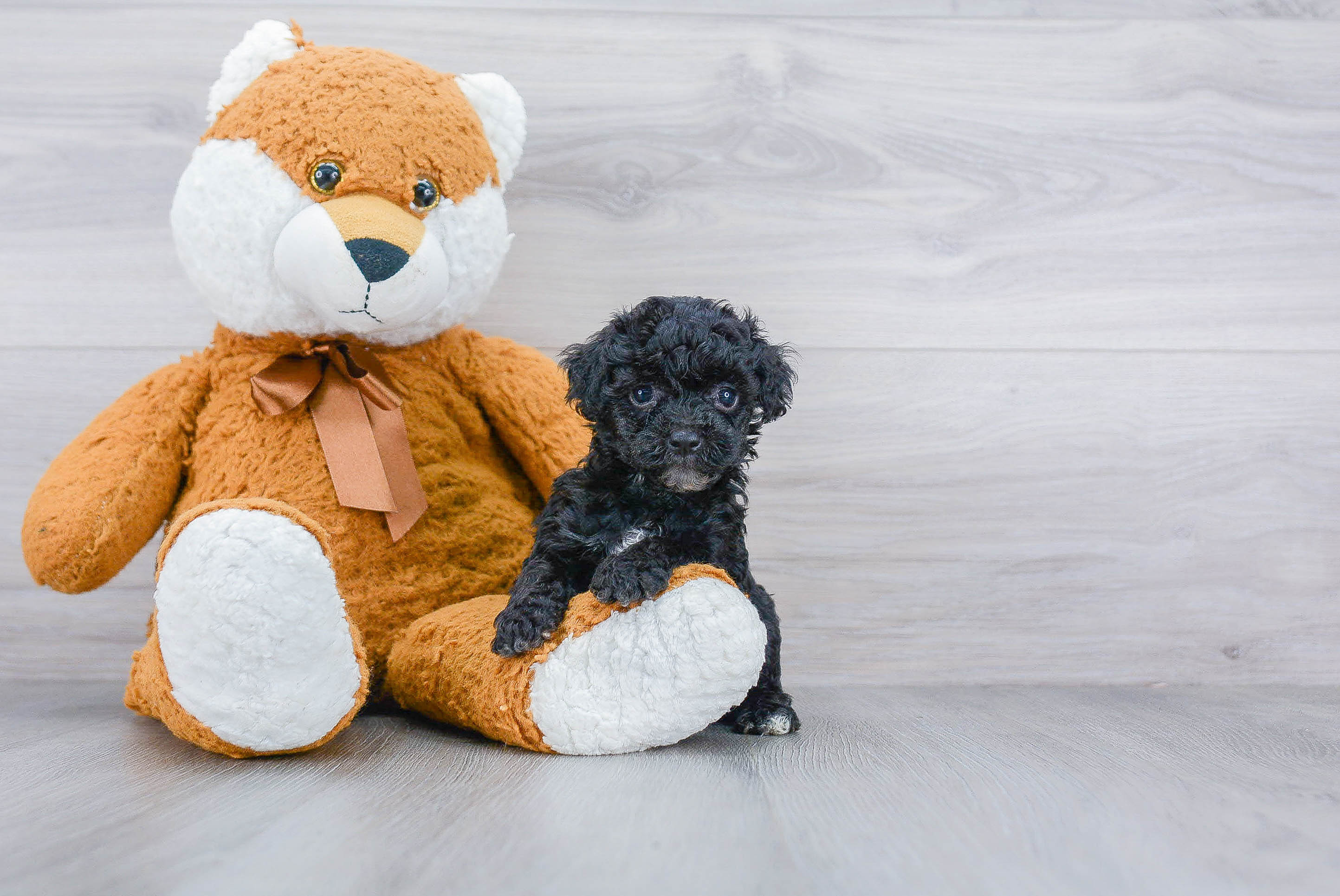 Poodle Puppy for Adoption