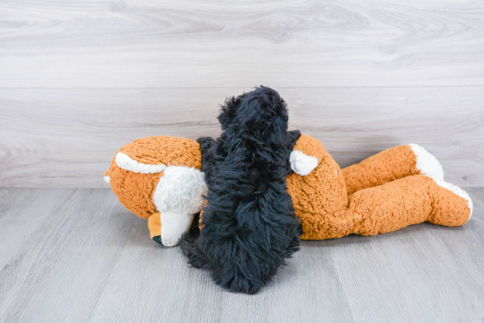 Poodle Pup Being Cute