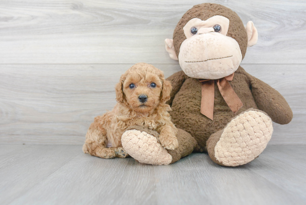 Small Poodle Baby