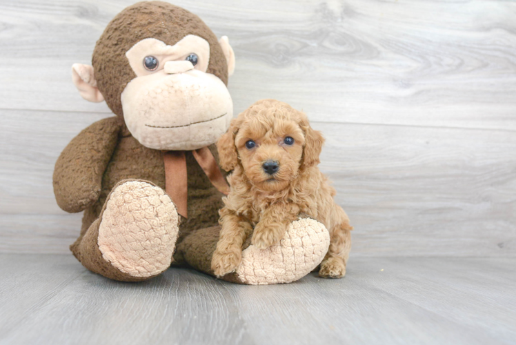 Hypoallergenic Poodle Purebred Pup