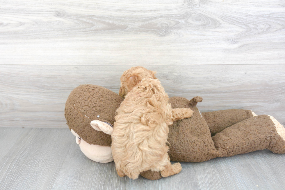 Little Poodle Baby