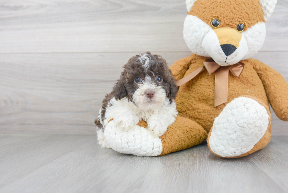 Small Poodle Purebred Pup