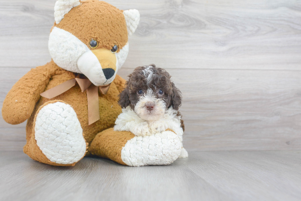 Hypoallergenic Poodle Purebred Pup