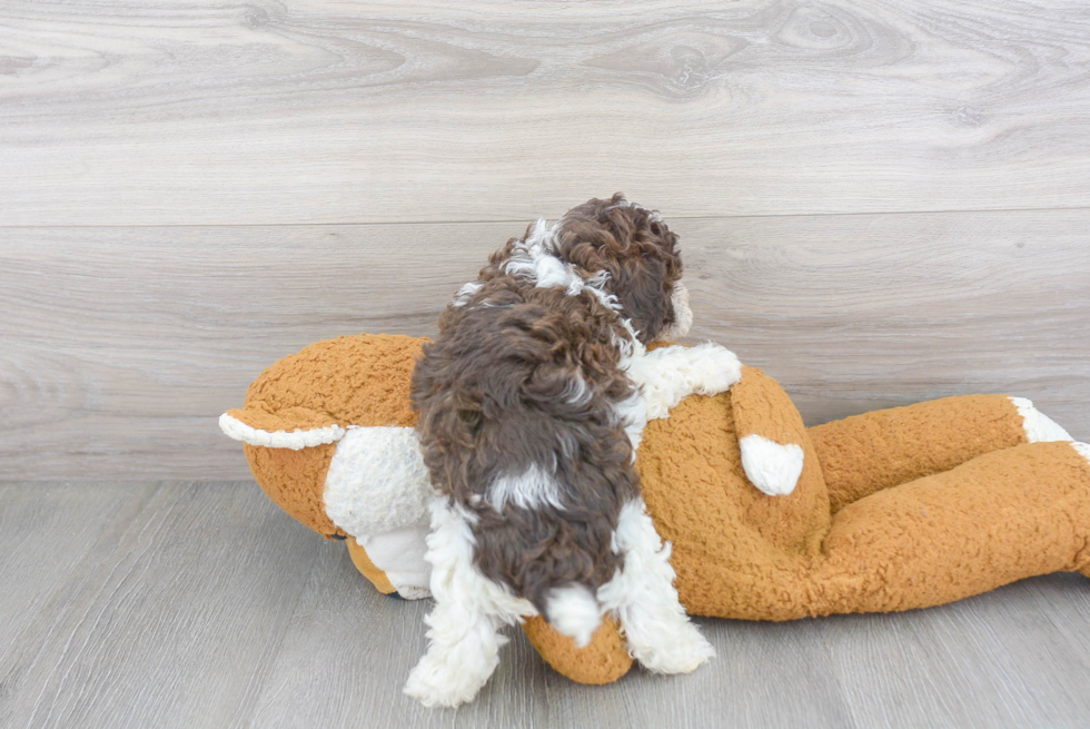 Friendly Poodle Purebred Pup