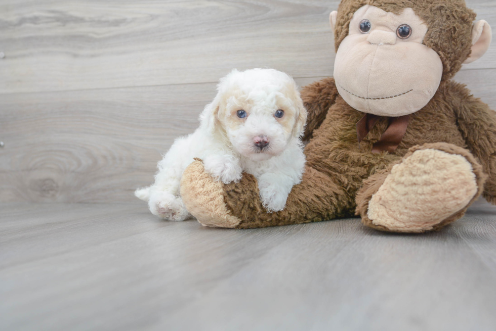 Energetic Pudle Purebred Puppy