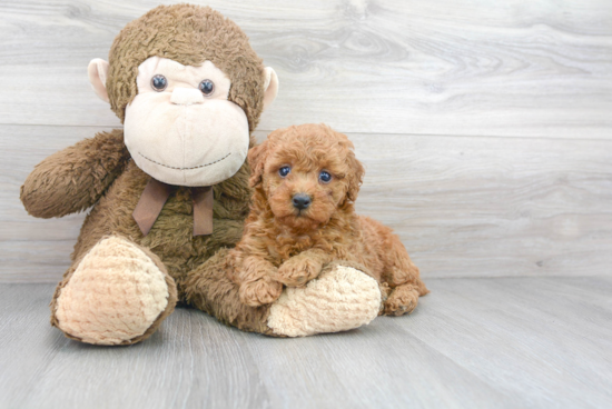 Playful Poodle Purebred Pup