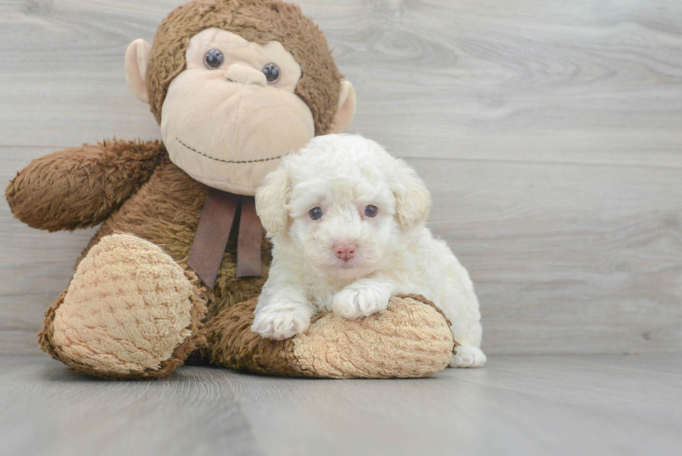 Little Poodle Purebred Pup