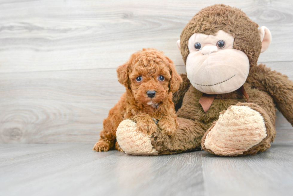 Playful Poodle Purebred Pup