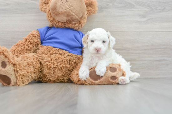 Poodle Puppy for Adoption