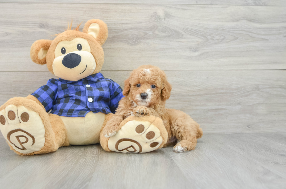 5 week old Poodle Puppy For Sale - Premier Pups