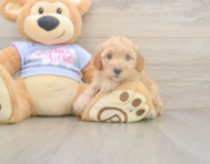 8 week old Poodle Puppy For Sale - Premier Pups