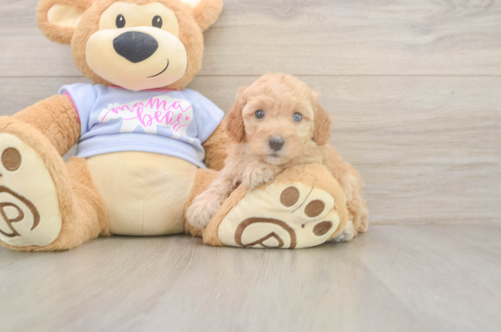 5 week old Poodle Puppy For Sale - Premier Pups