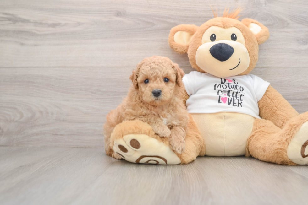 Sweet Pooodle Purebred Puppy