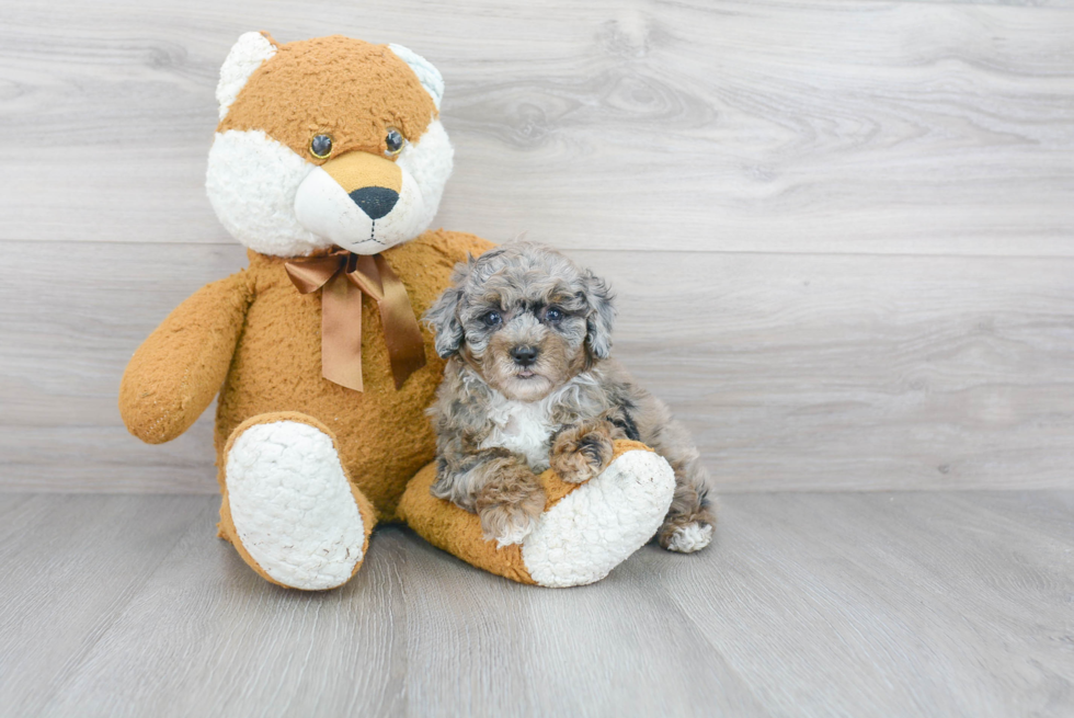 Poodle Pup Being Cute