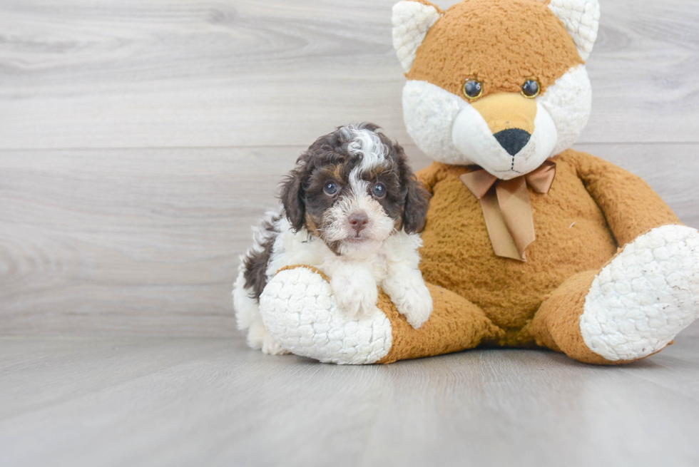 Adorable Pudle Purebred Puppy