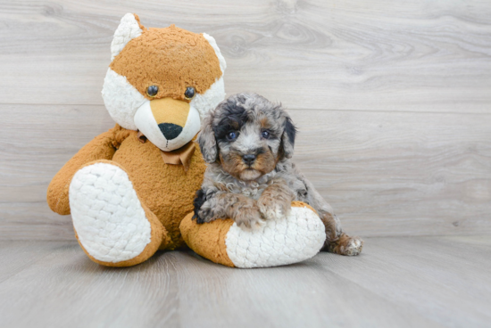 Happy Pudle Purebred Puppy