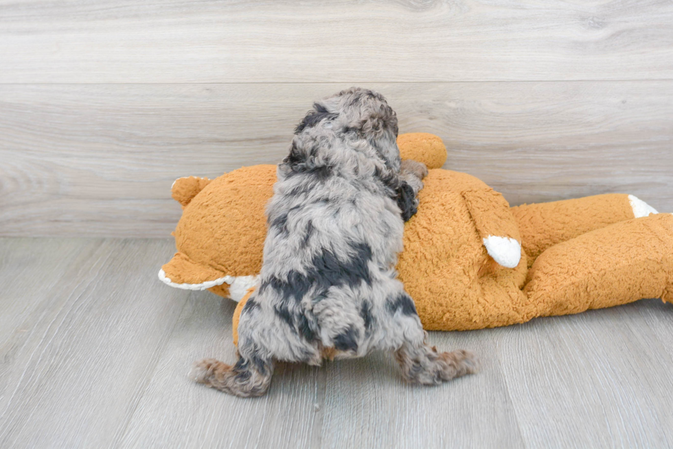 Poodle Pup Being Cute