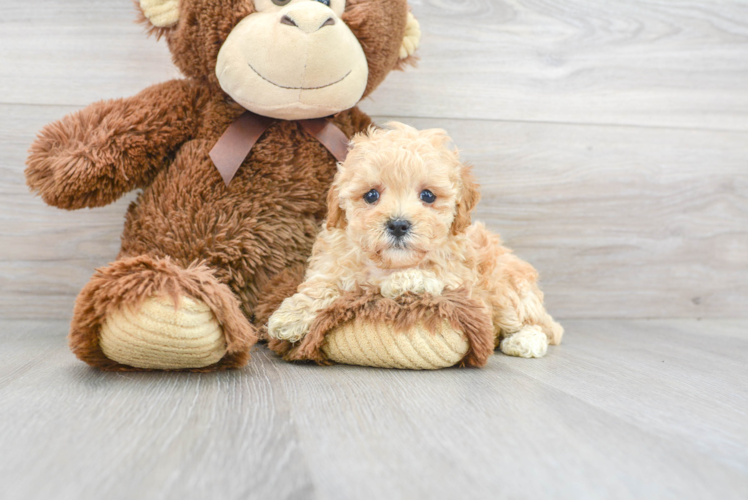 Poodle Pup Being Cute