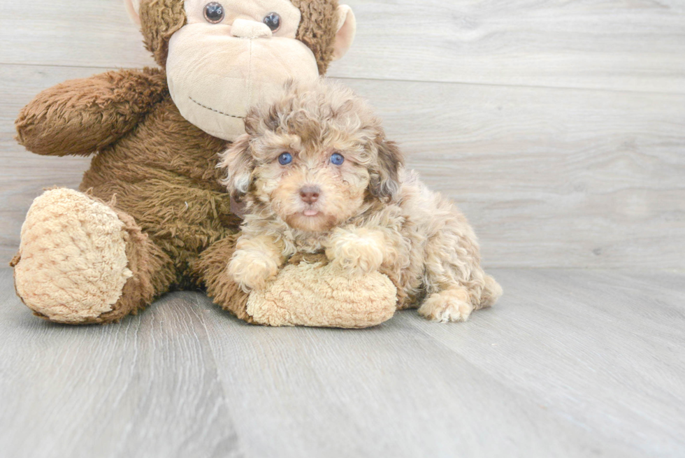 Friendly Poodle Baby