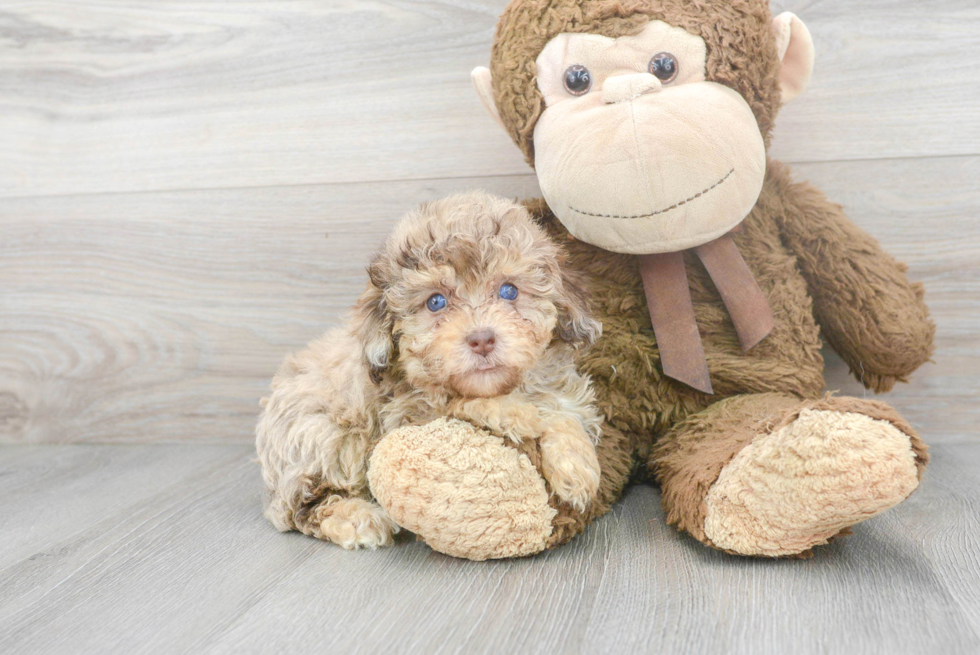 Playful Poodle Purebred Pup