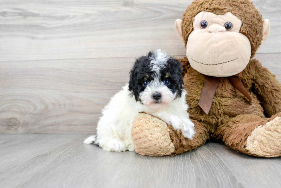 Poodle Pup Being Cute