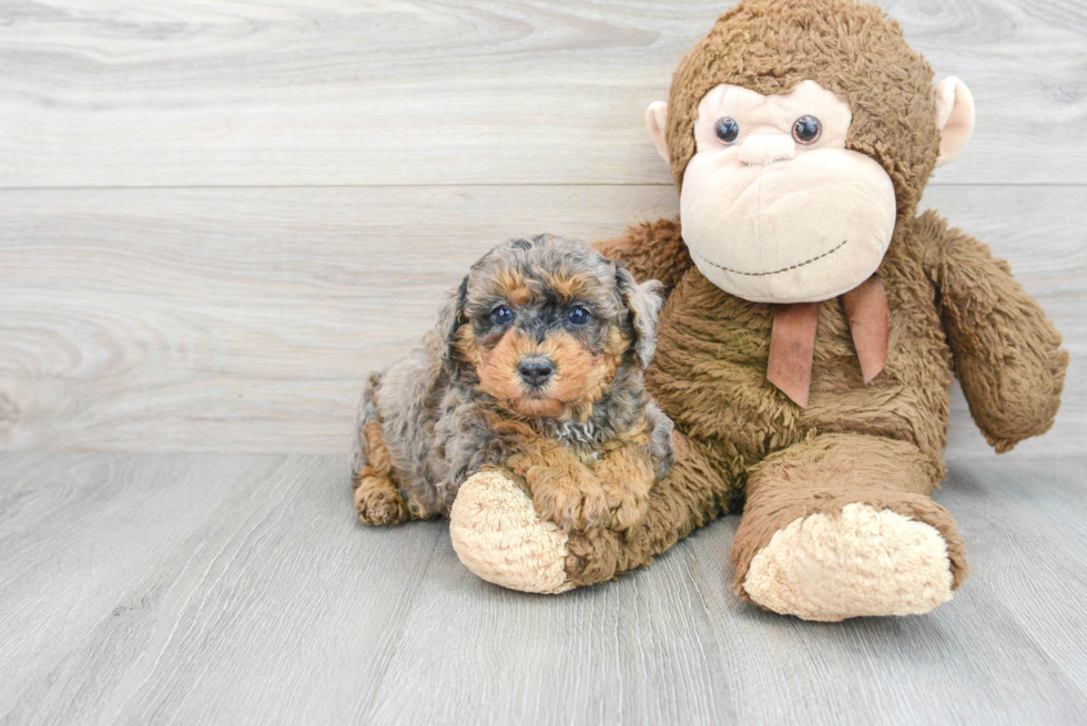 Popular Poodle Baby