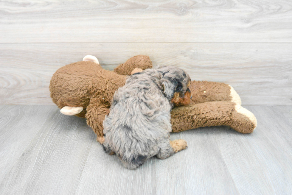 Energetic Pudle Purebred Puppy