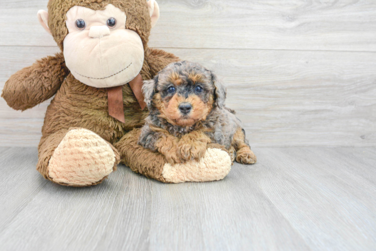 Popular Poodle Baby