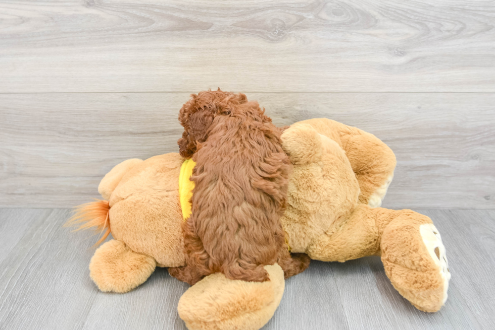 Poodle Puppy for Adoption
