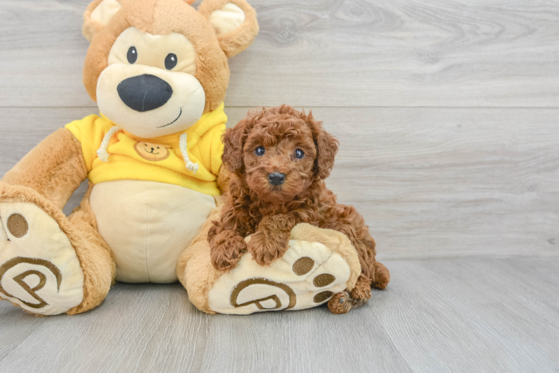 Meet Holden - our Poodle Puppy Photo 3/3 - Premier Pups