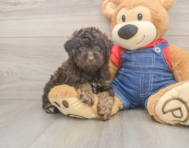 7 week old Poodle Puppy For Sale - Premier Pups