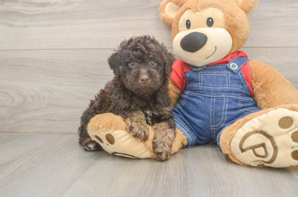 5 week old Poodle Puppy For Sale - Premier Pups
