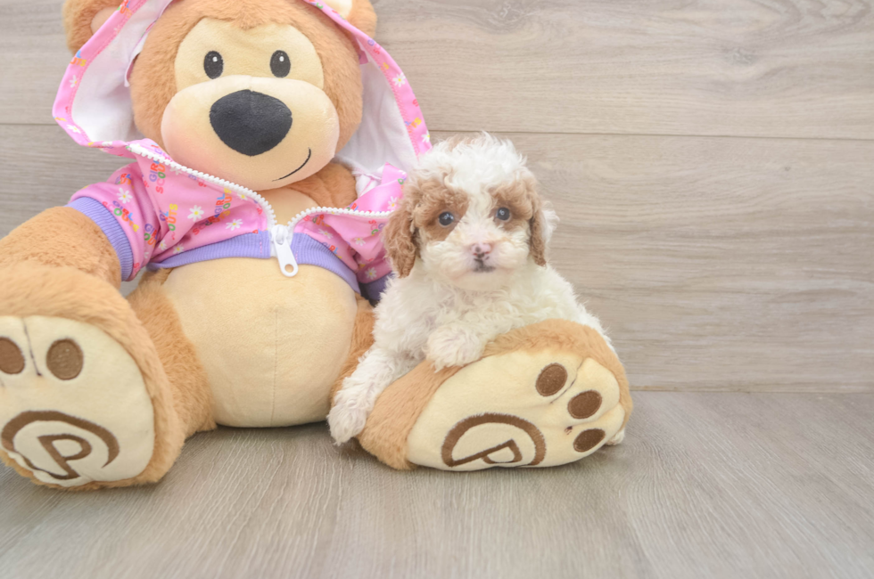 6 week old Poodle Puppy For Sale - Premier Pups