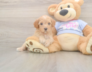 7 week old Poodle Puppy For Sale - Premier Pups