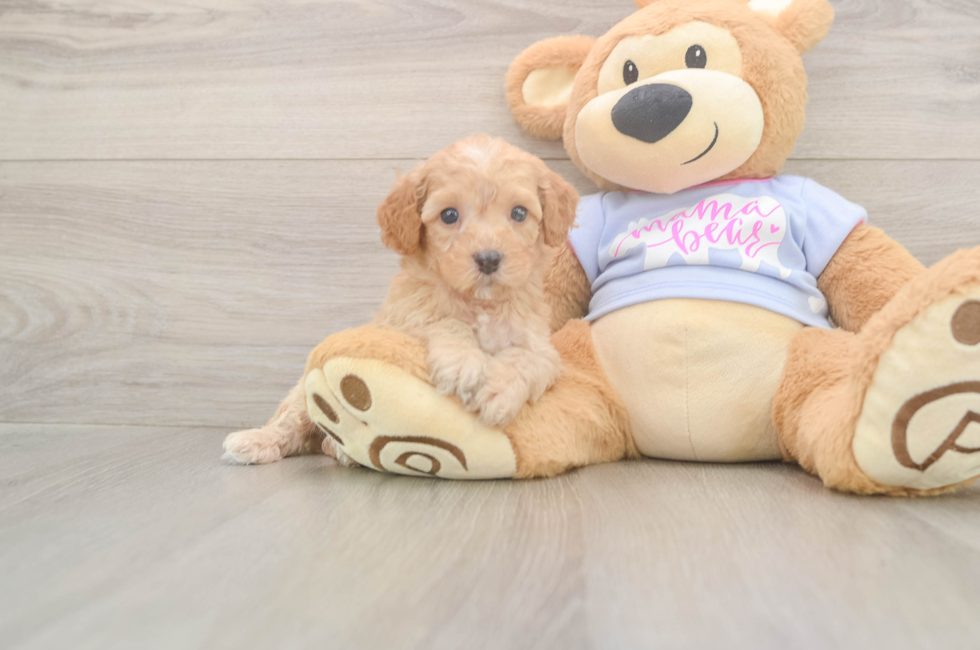 5 week old Poodle Puppy For Sale - Premier Pups