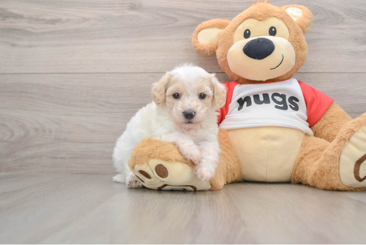Small Poodle Baby