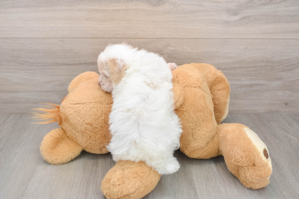 Small Poodle Purebred Pup