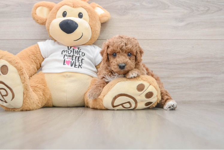 Adorable Toy Poodle Purebred Puppy