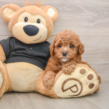 Best Poodle Baby