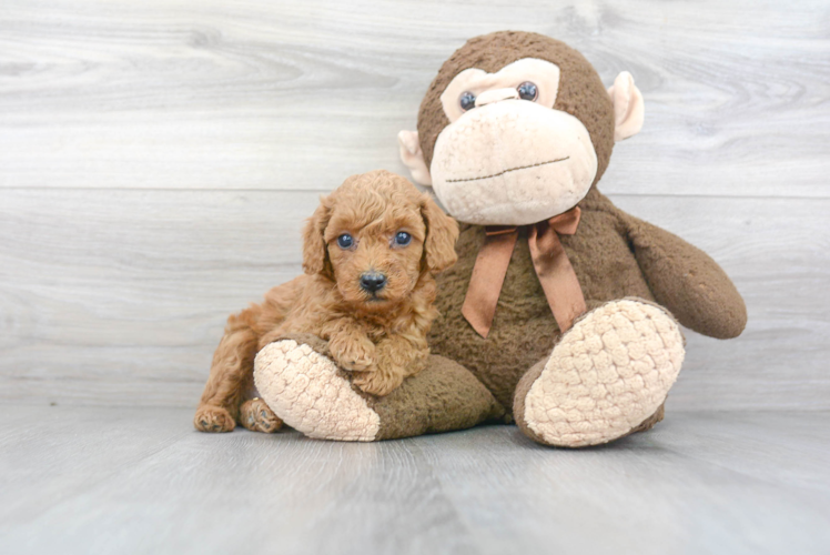 Playful Poodle Baby