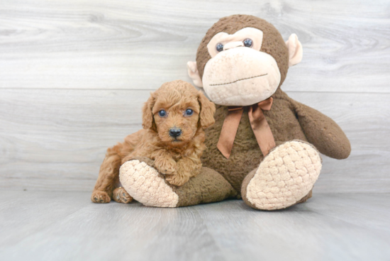 Playful Poodle Baby