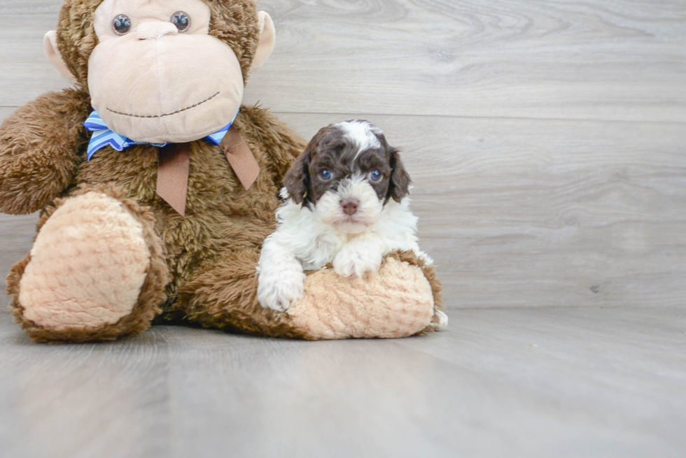 Best Poodle Baby