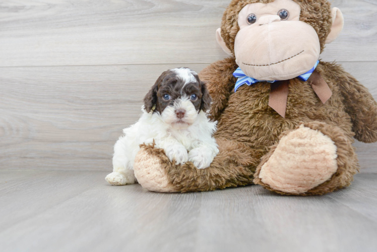 Cute Pudle Purebred Puppy