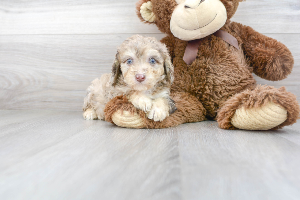 Poodle Pup Being Cute