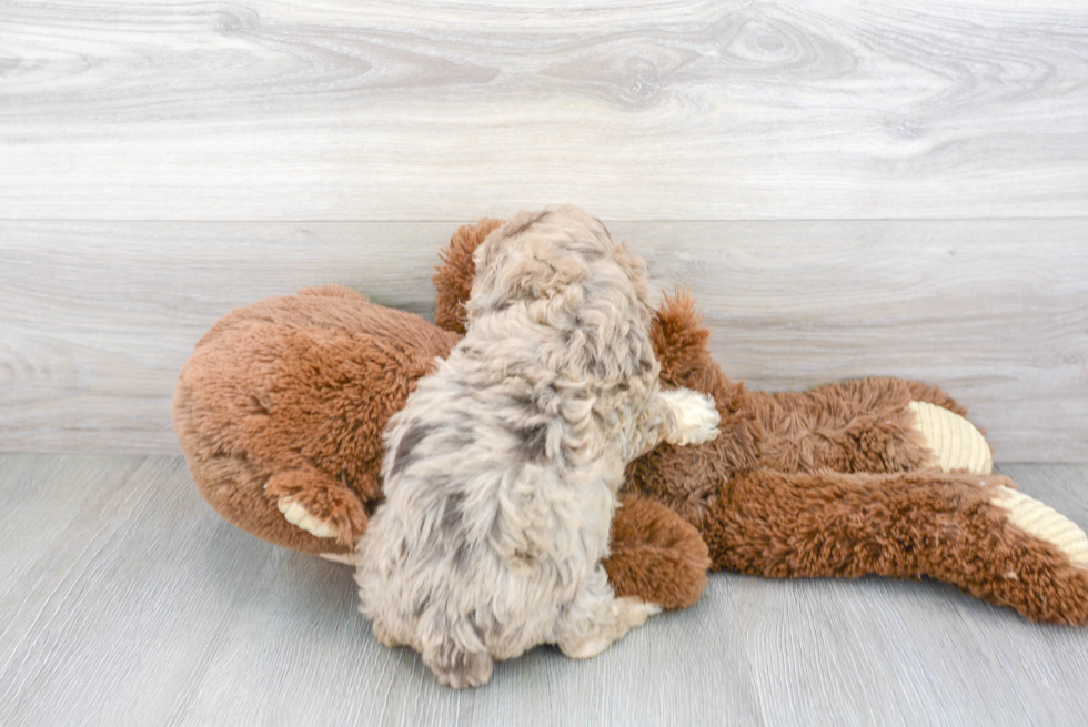 Poodle Puppy for Adoption